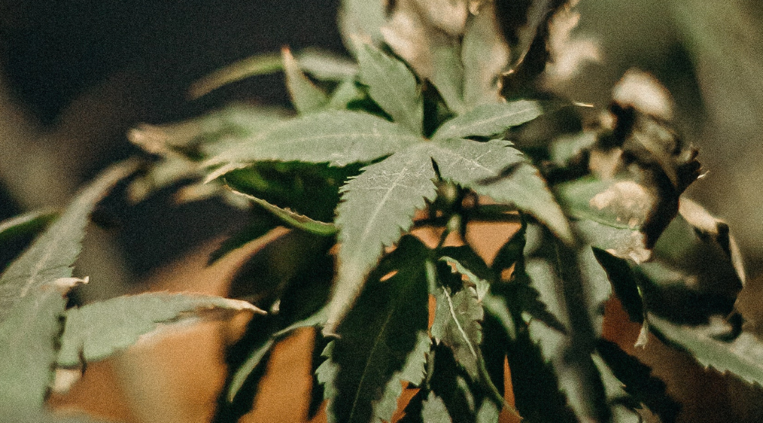 Profiles in Legalization: Cannabis Banking: Defense amendments and the MORE Act
