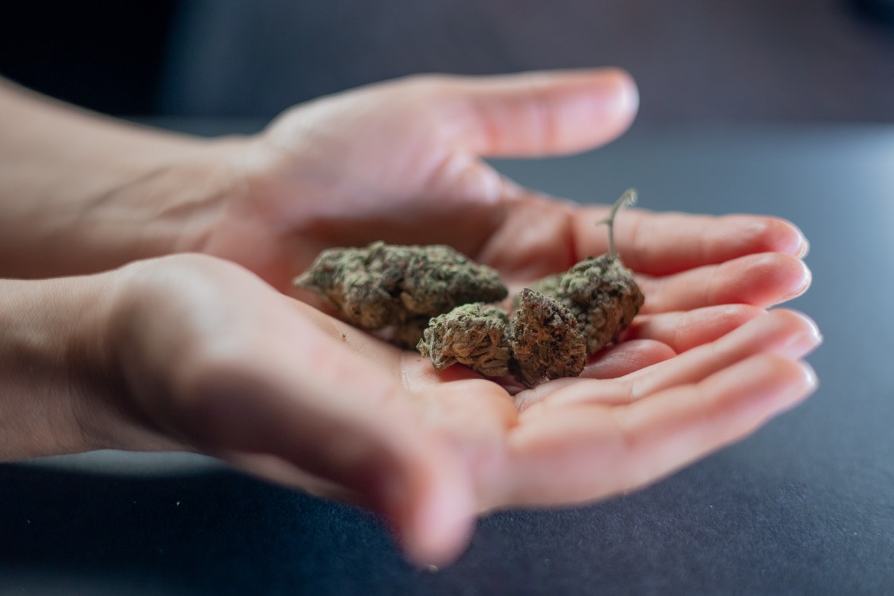 Hand holding cannabis Hand holding cannabis